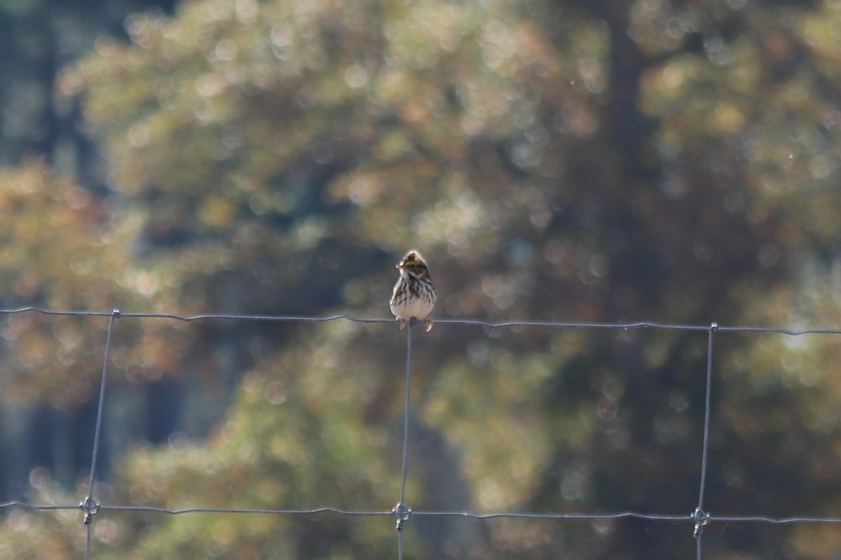 Savannah Sparrow - ML646066049