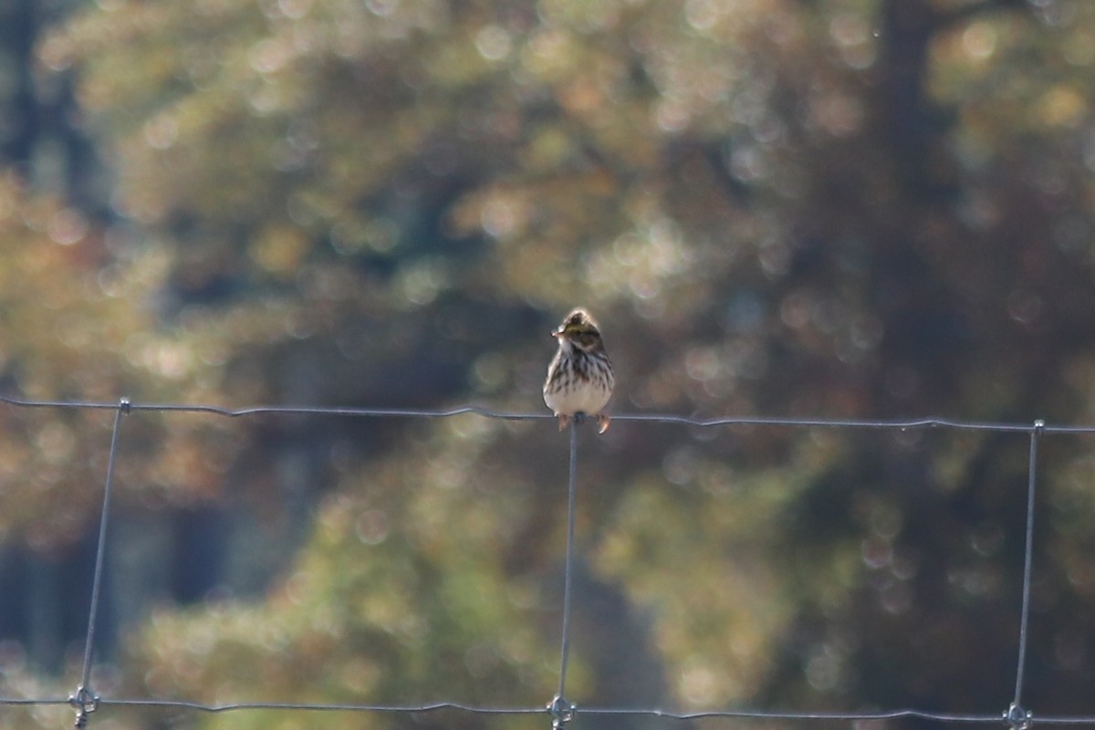 Savannah Sparrow - ML646066050