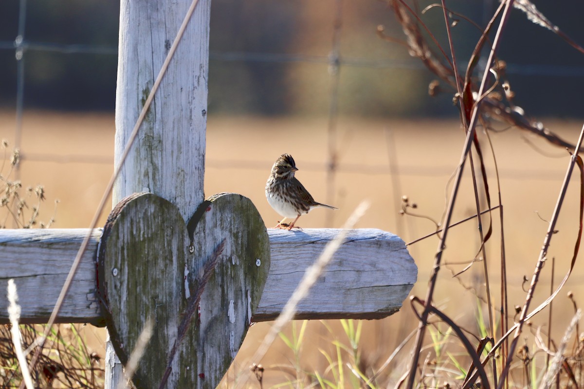 Savannah Sparrow - ML646066051