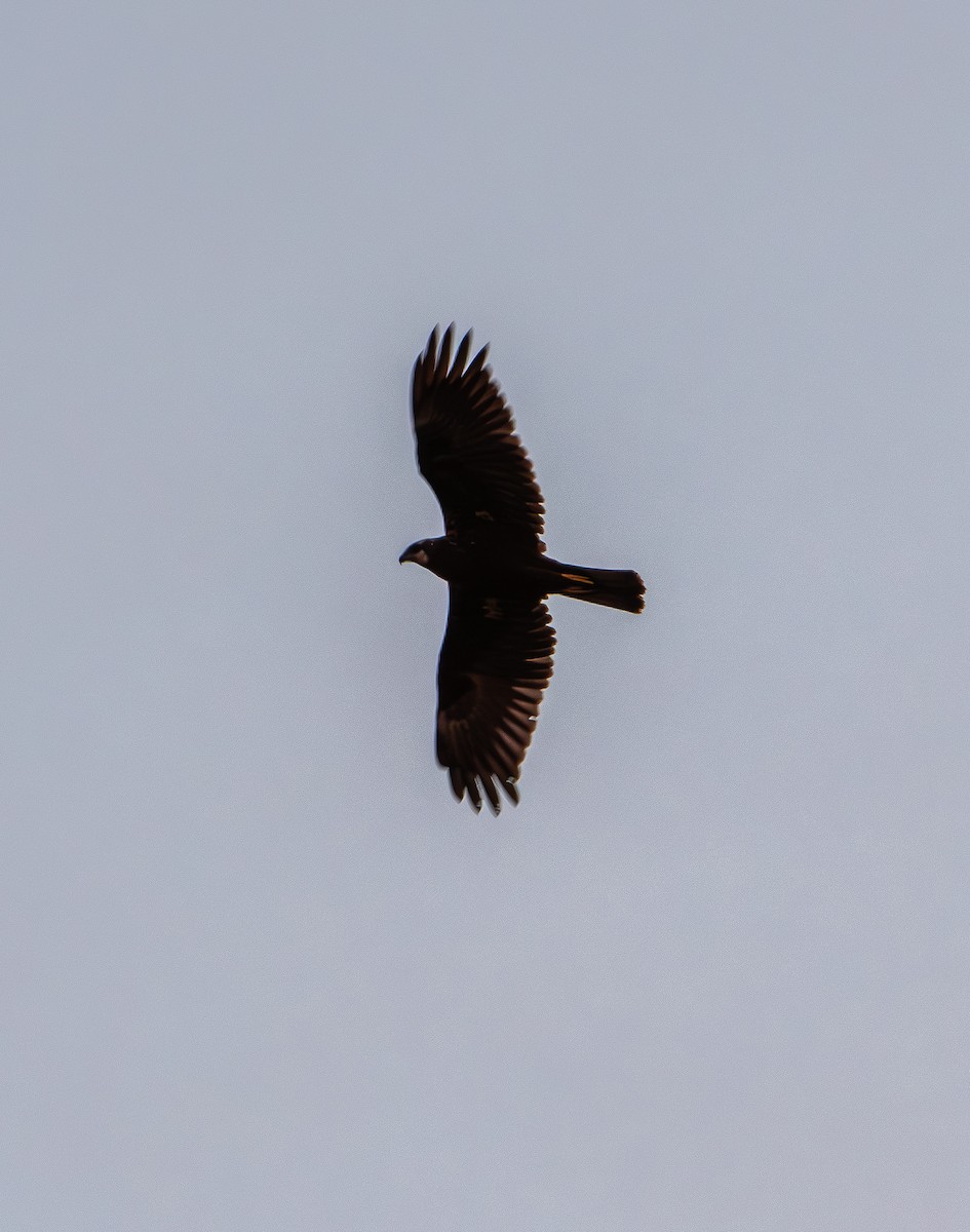 Western Marsh Harrier - ML646066054