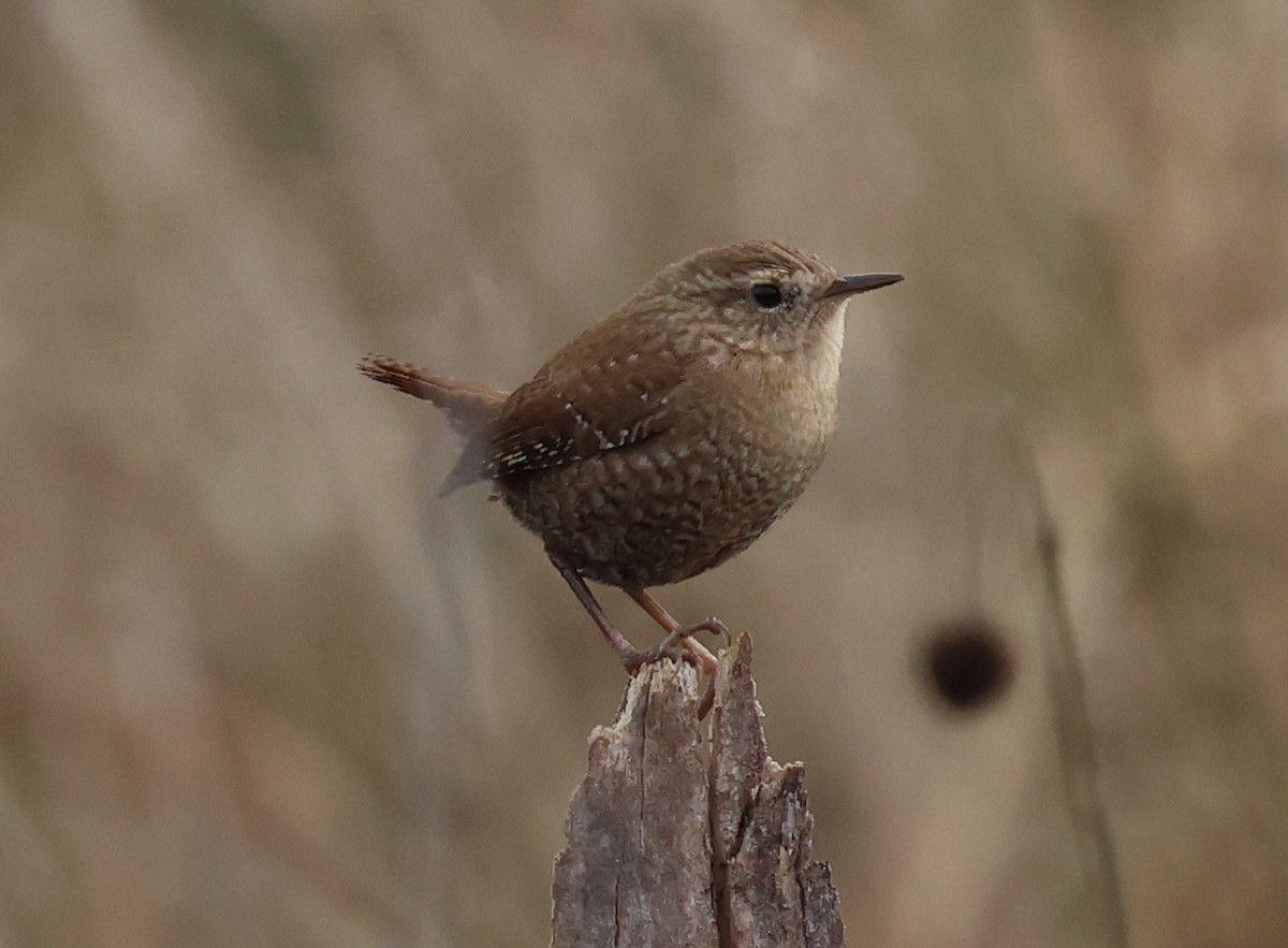 Winter Wren - ML646066055