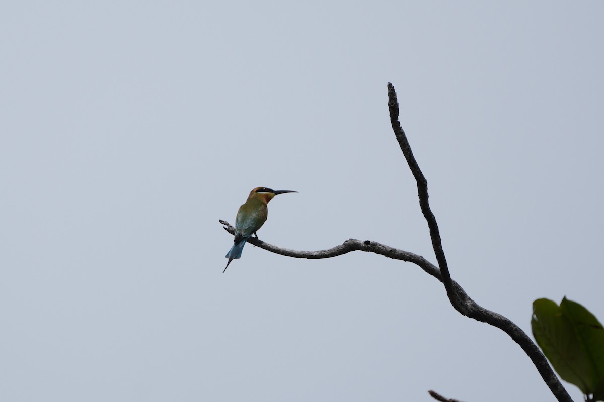 Blue-tailed Bee-eater - ML646066056