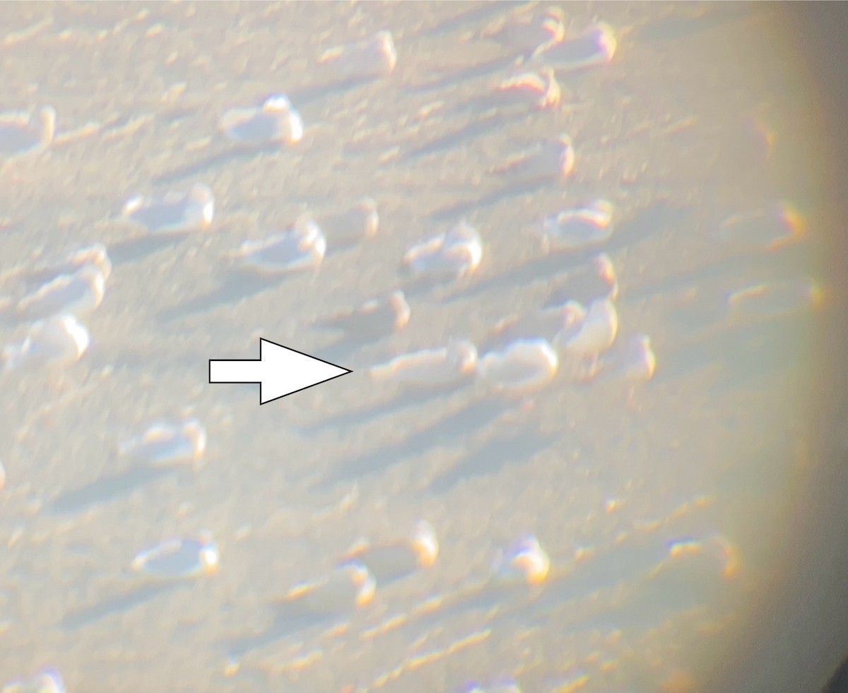 Iceland Gull - ML646066062