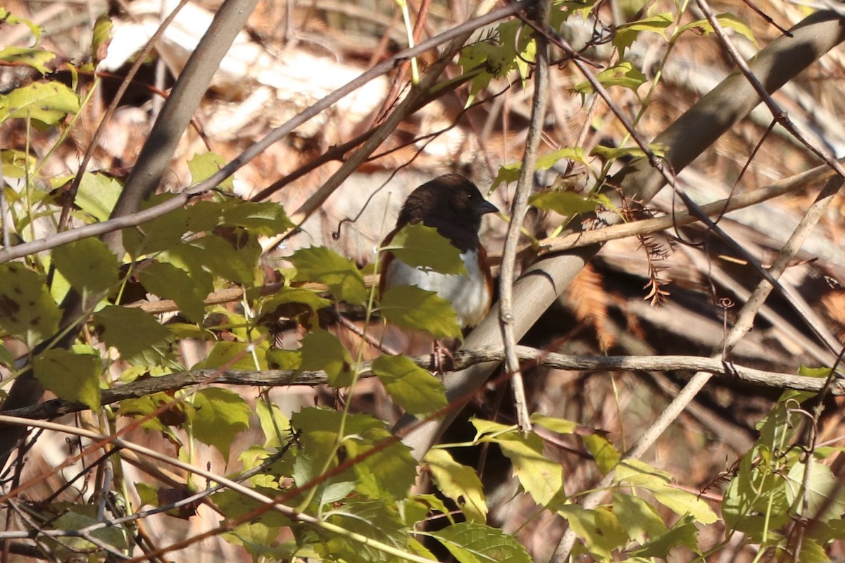Eastern Towhee - ML646066065