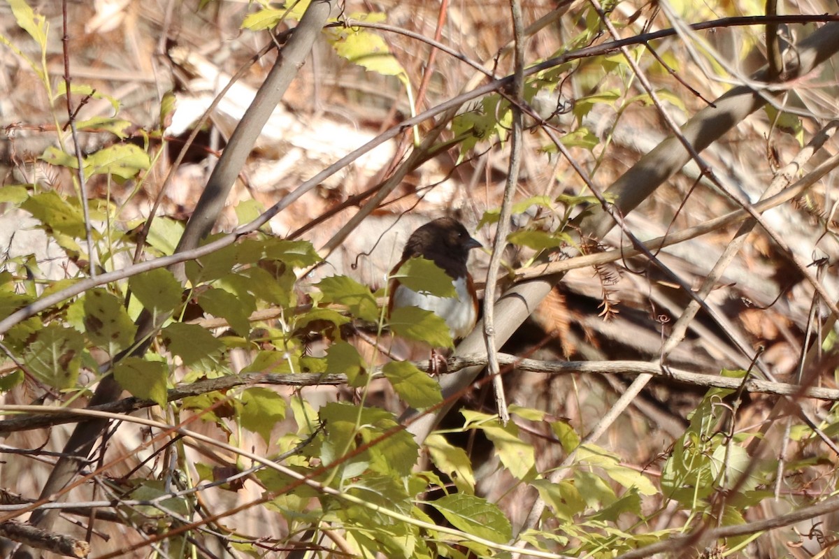 Eastern Towhee - ML646066066