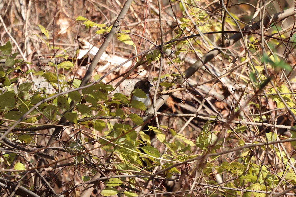 Eastern Towhee - ML646066067