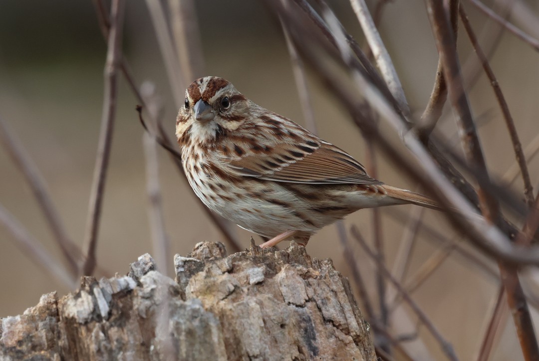 strnadec zpěvný - ML646066068