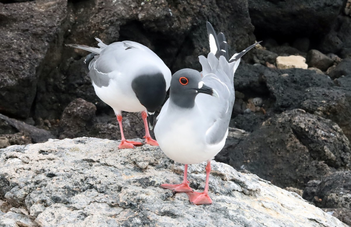 Мартин галапагоський - ML646066069