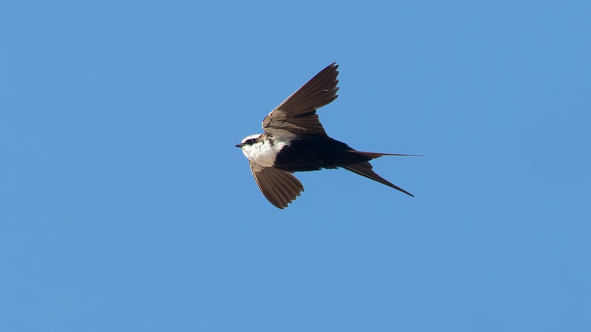 White-backed Swallow - ML646066080