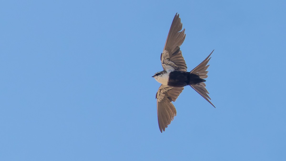 White-backed Swallow - ML646066081