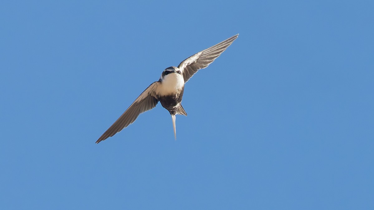 White-backed Swallow - ML646066082