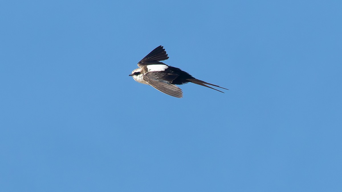 White-backed Swallow - ML646066083