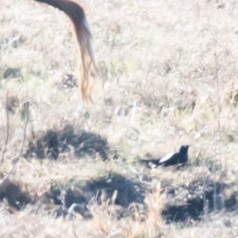 Brewer's Blackbird - ML646066087