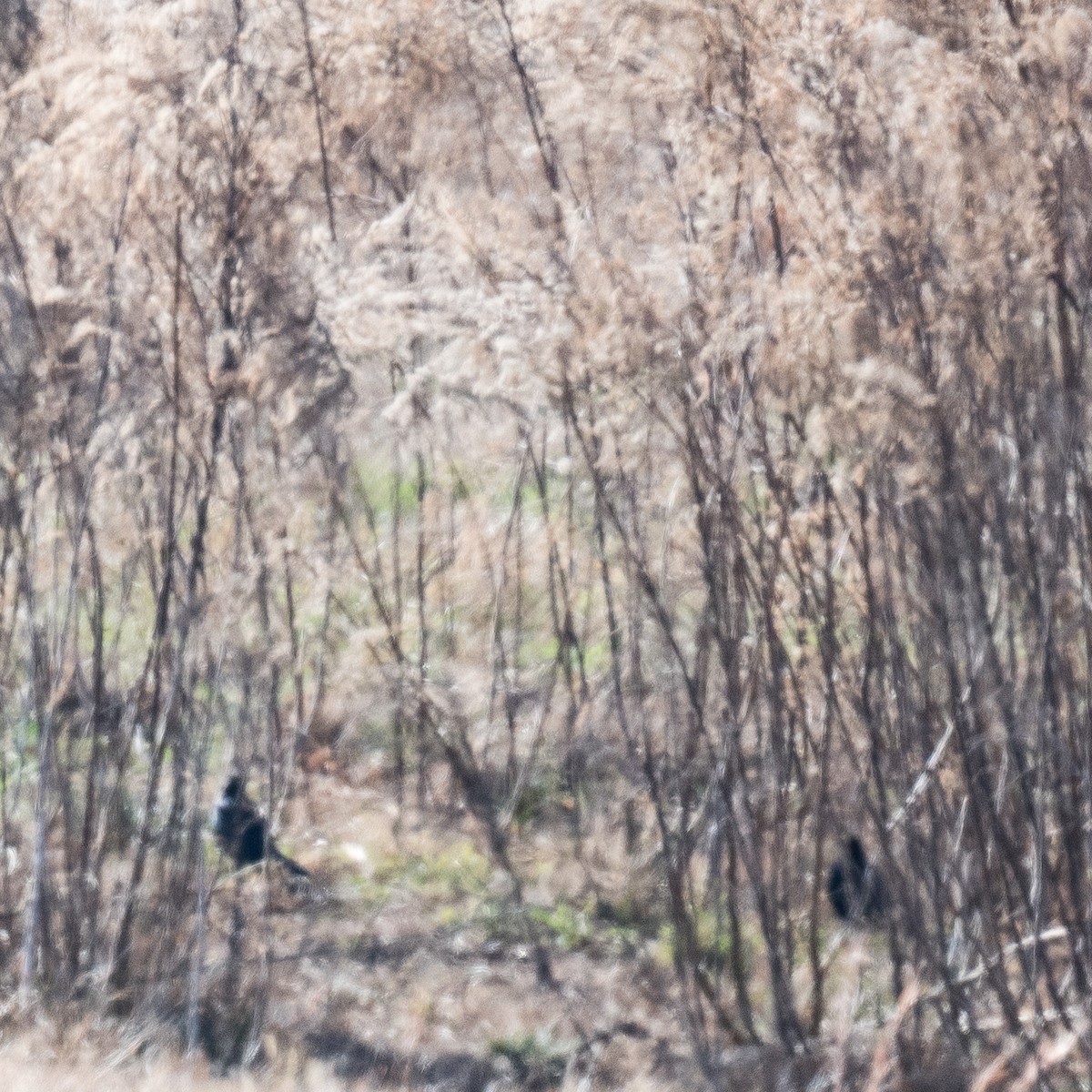 Brewer's Blackbird - ML646066113