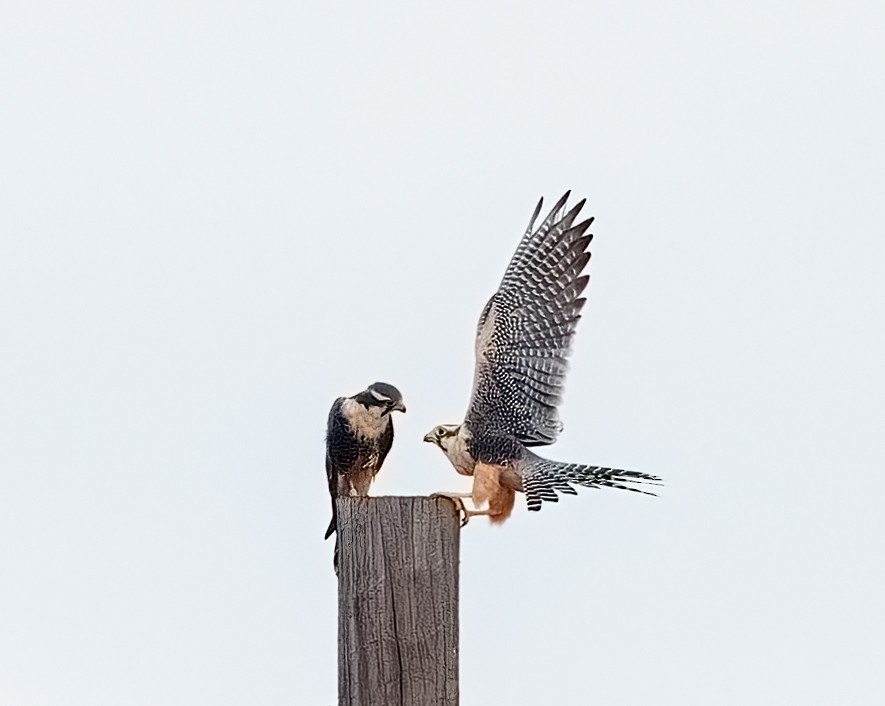 Aplomado Falcon - ML646066115