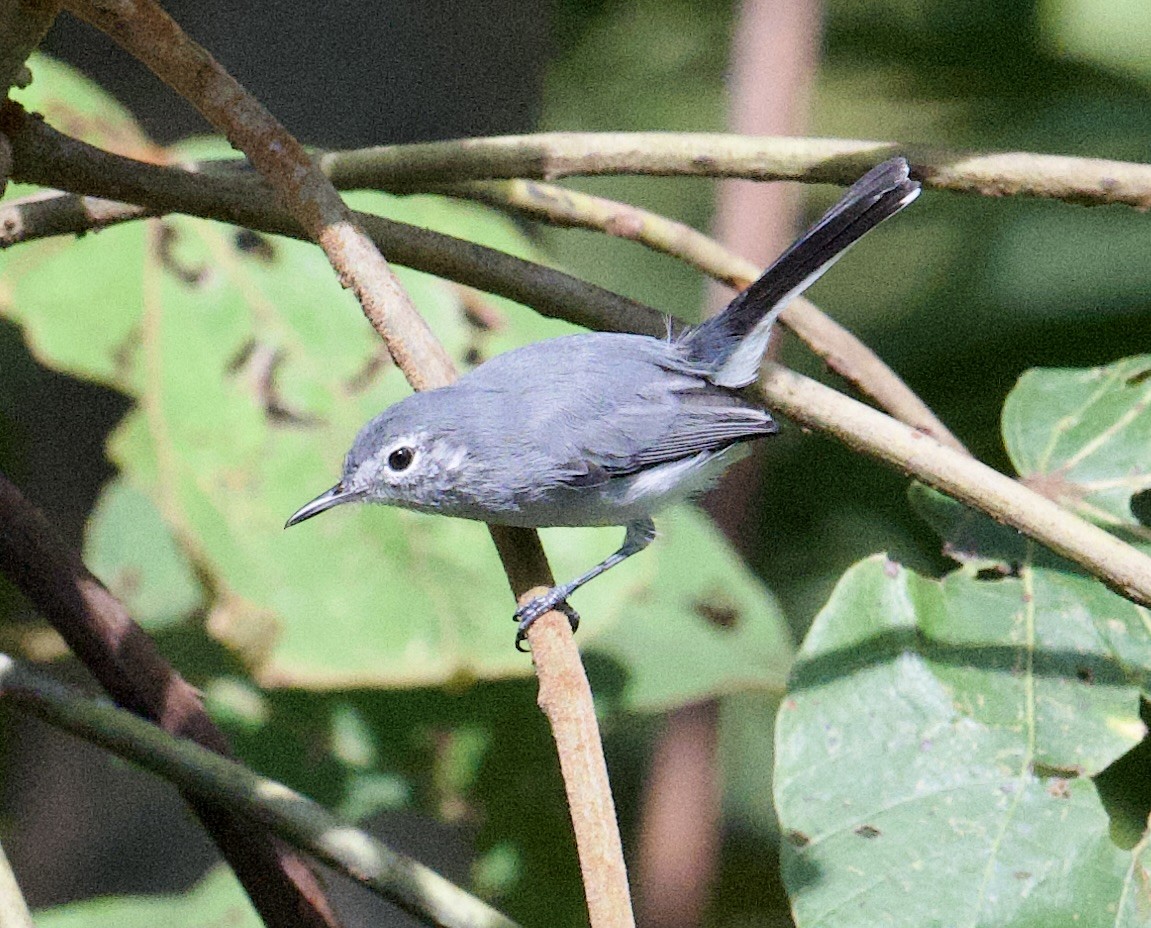 Weißbrauen-Mückenfänger - ML646066117