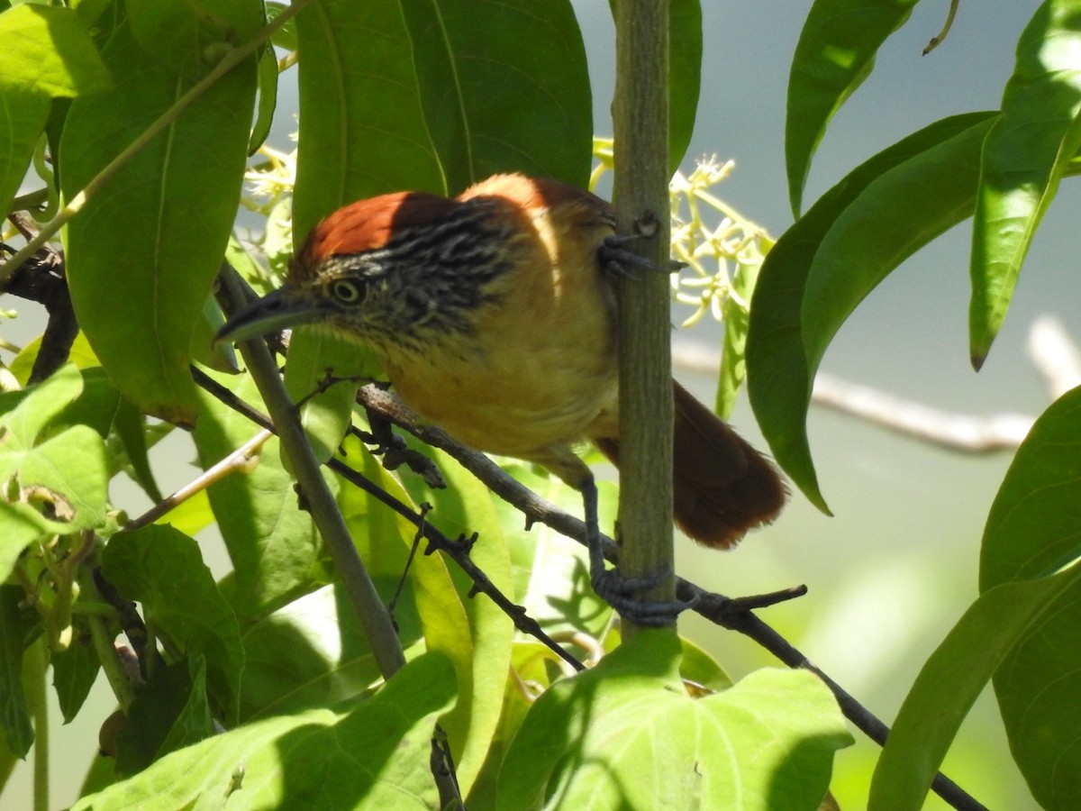 Batará Barrado - ML646066121