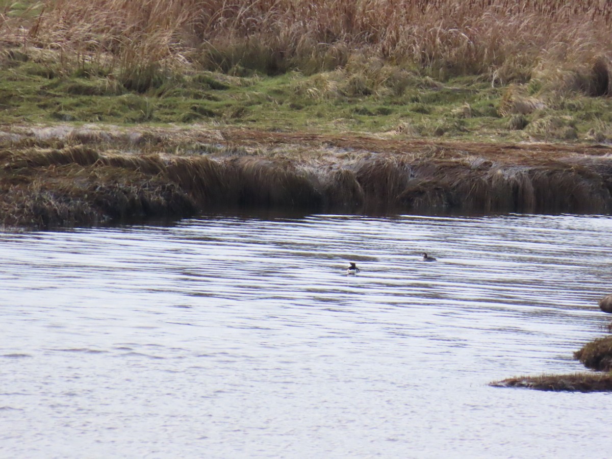 Başlıklı Tarakdiş - ML646066124