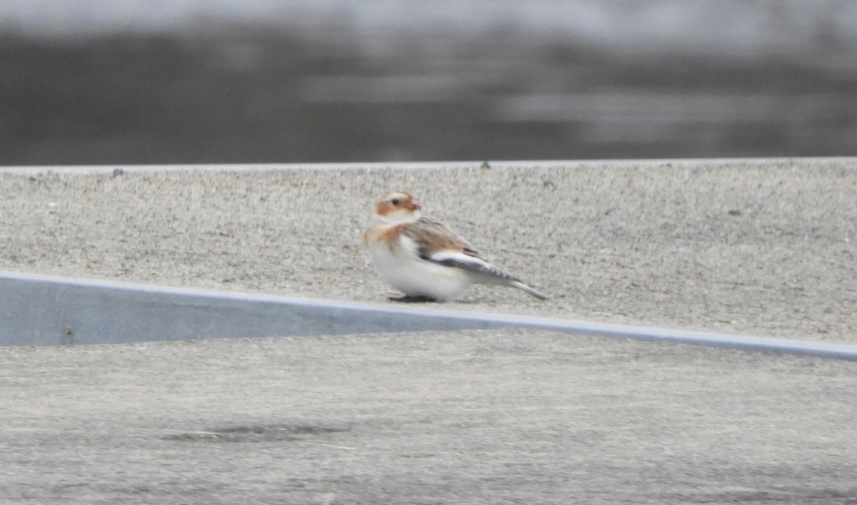 Snow Bunting - ML646066131