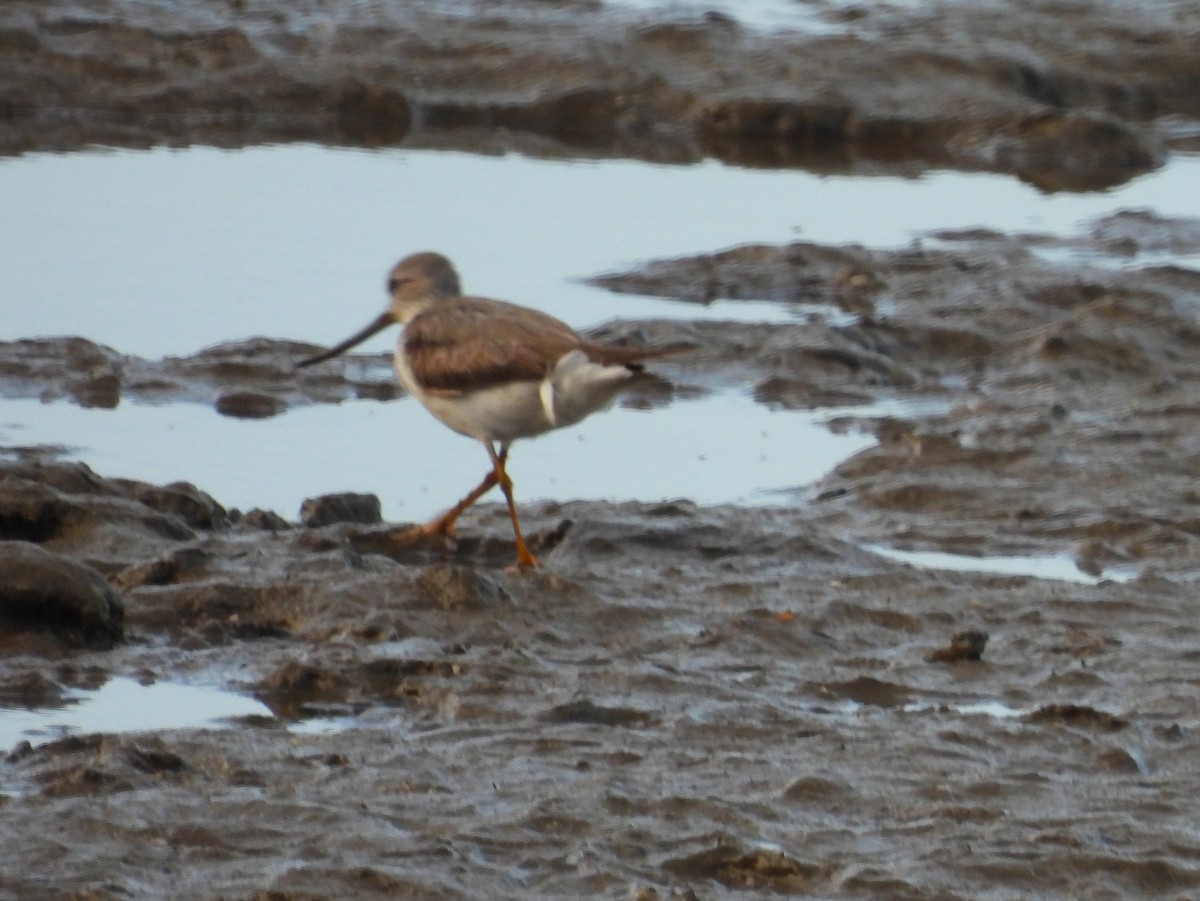 ソリハシシギ - ML646066134