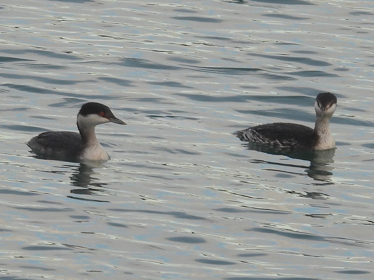 Horned Grebe - ML646066136