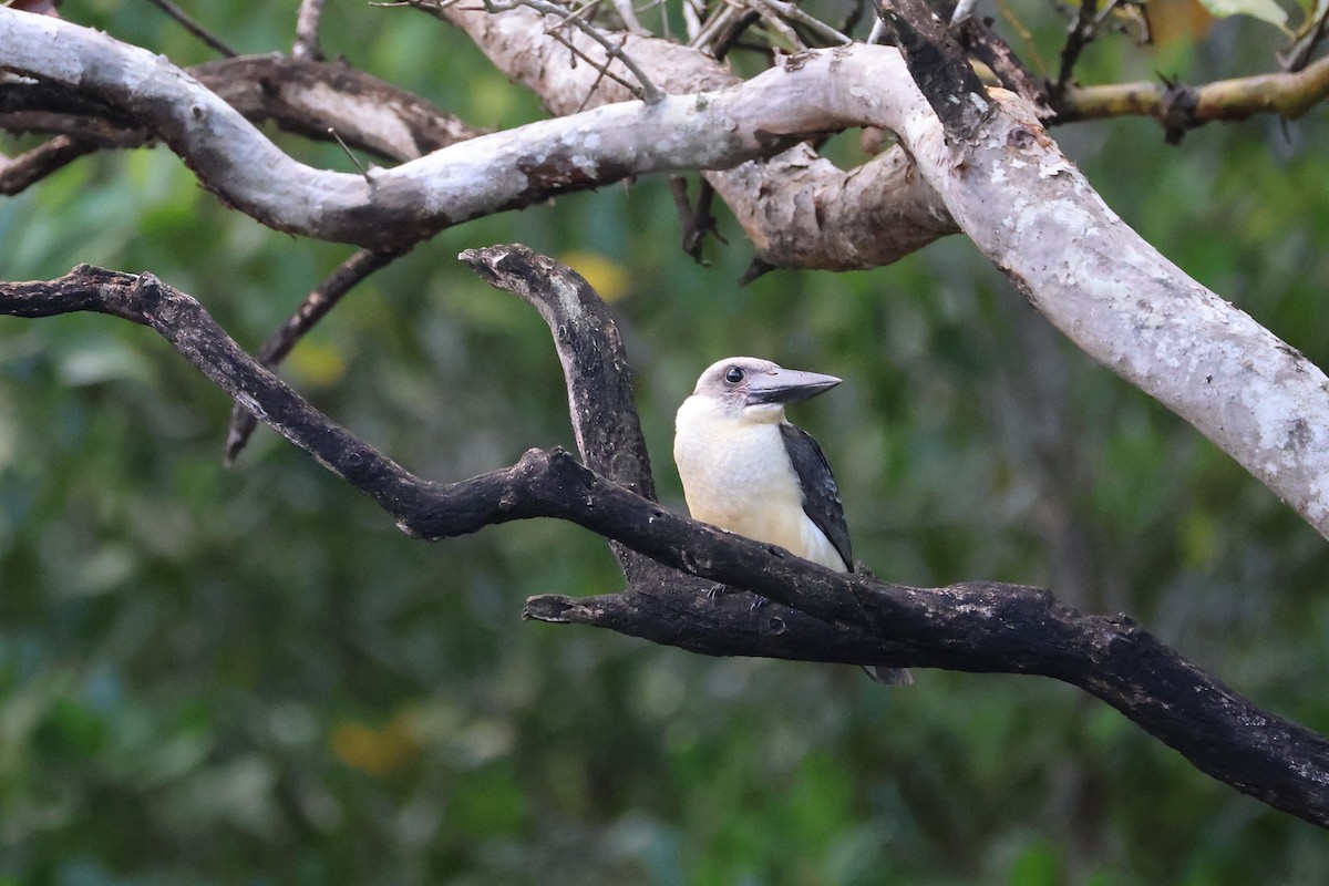 Alción Piquinegro - ML646066155