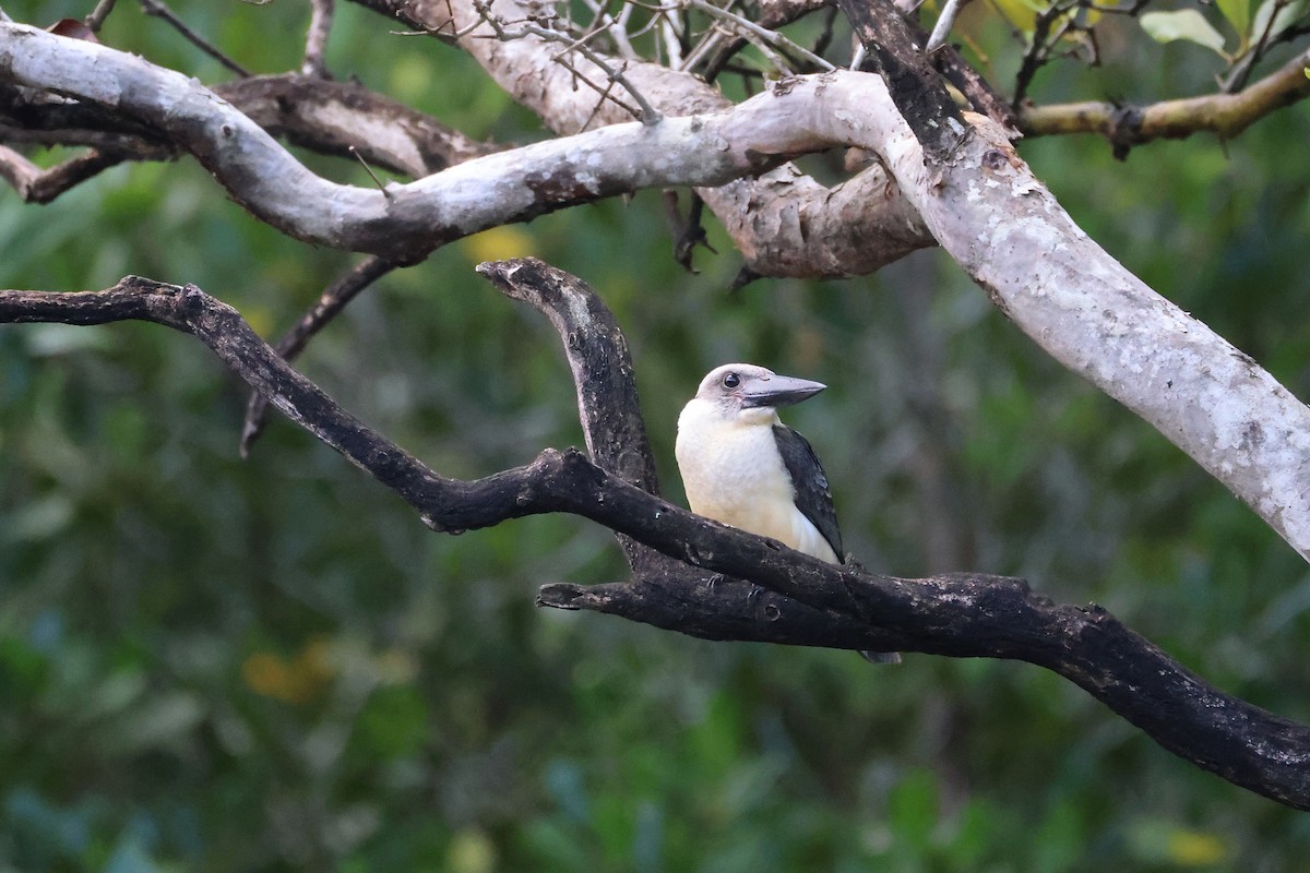Alción Piquinegro - ML646066156