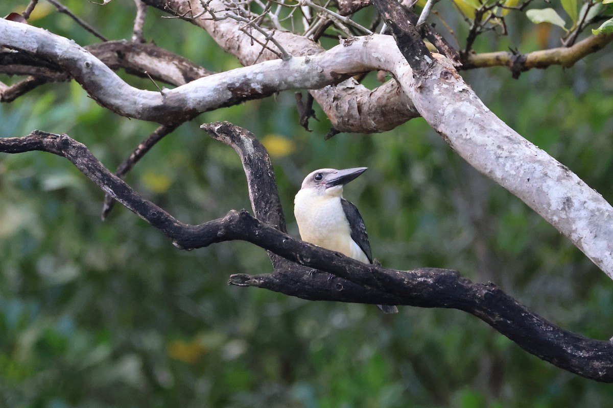 Alción Piquinegro - ML646066158