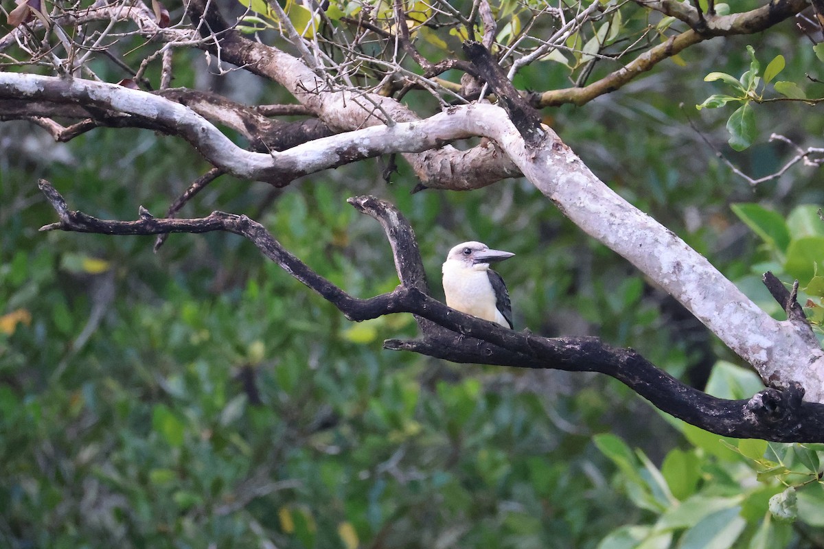 Alción Piquinegro - ML646066159