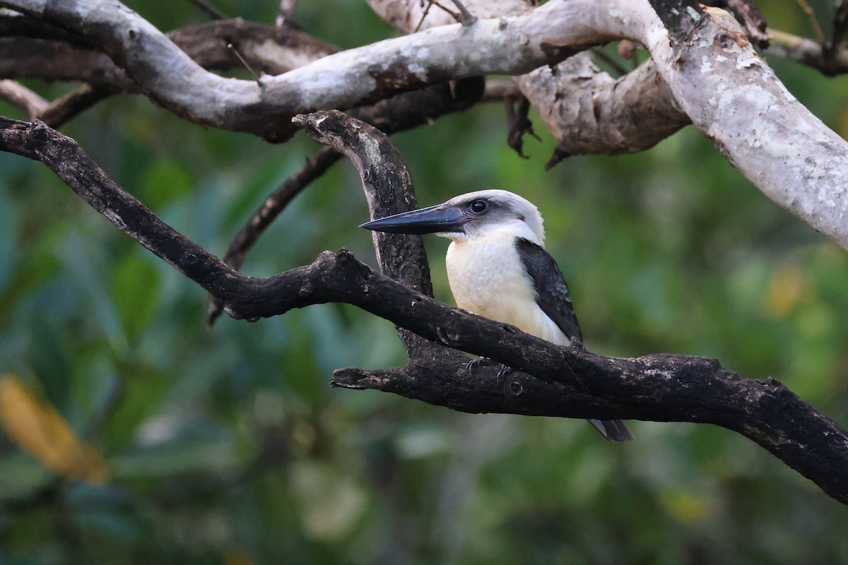 Alción Piquinegro - ML646066160