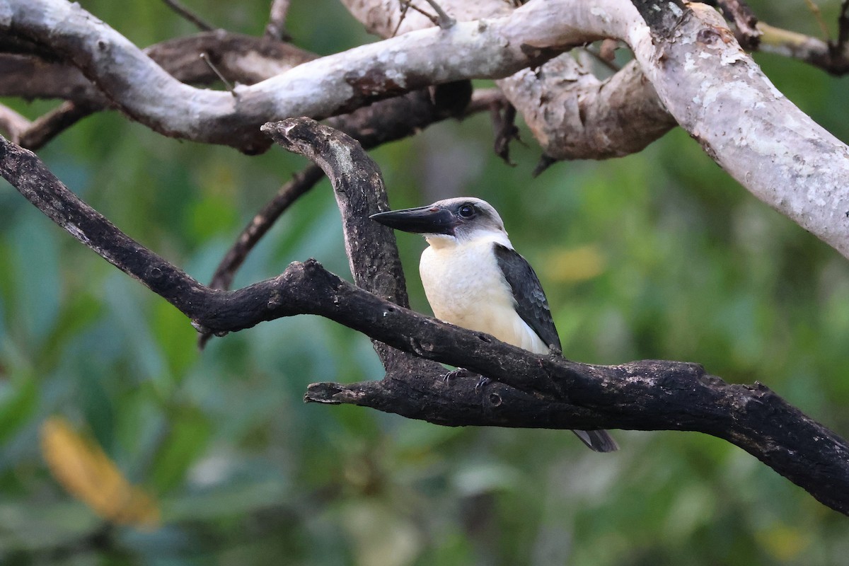 Alción Piquinegro - ML646066161