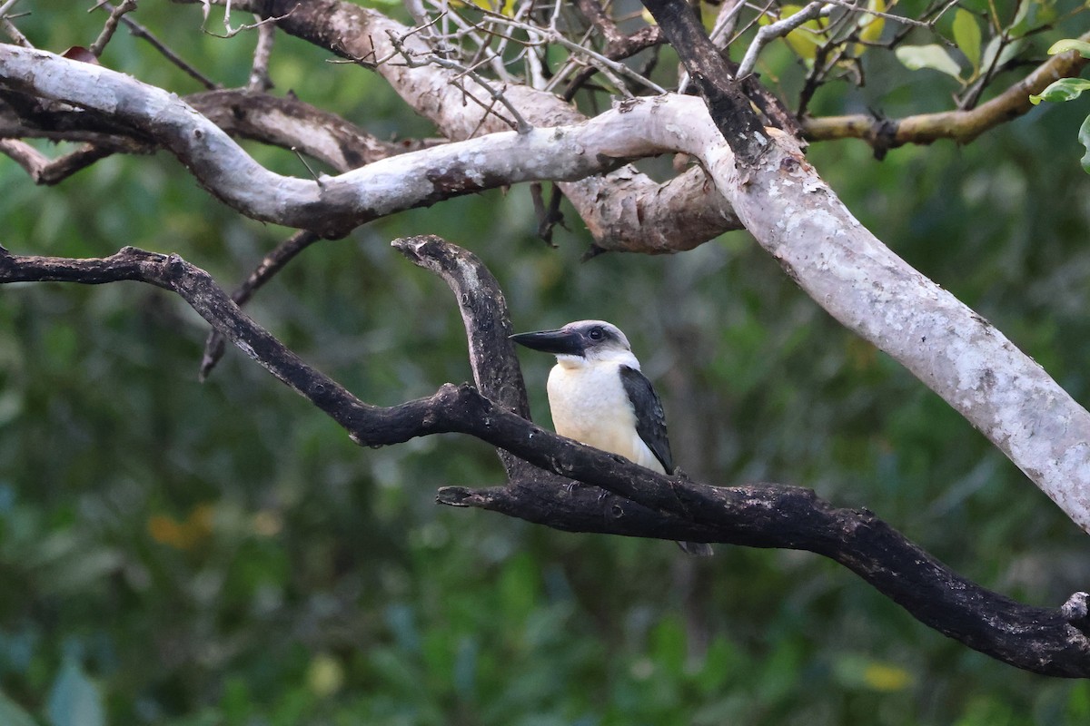 Alción Piquinegro - ML646066162