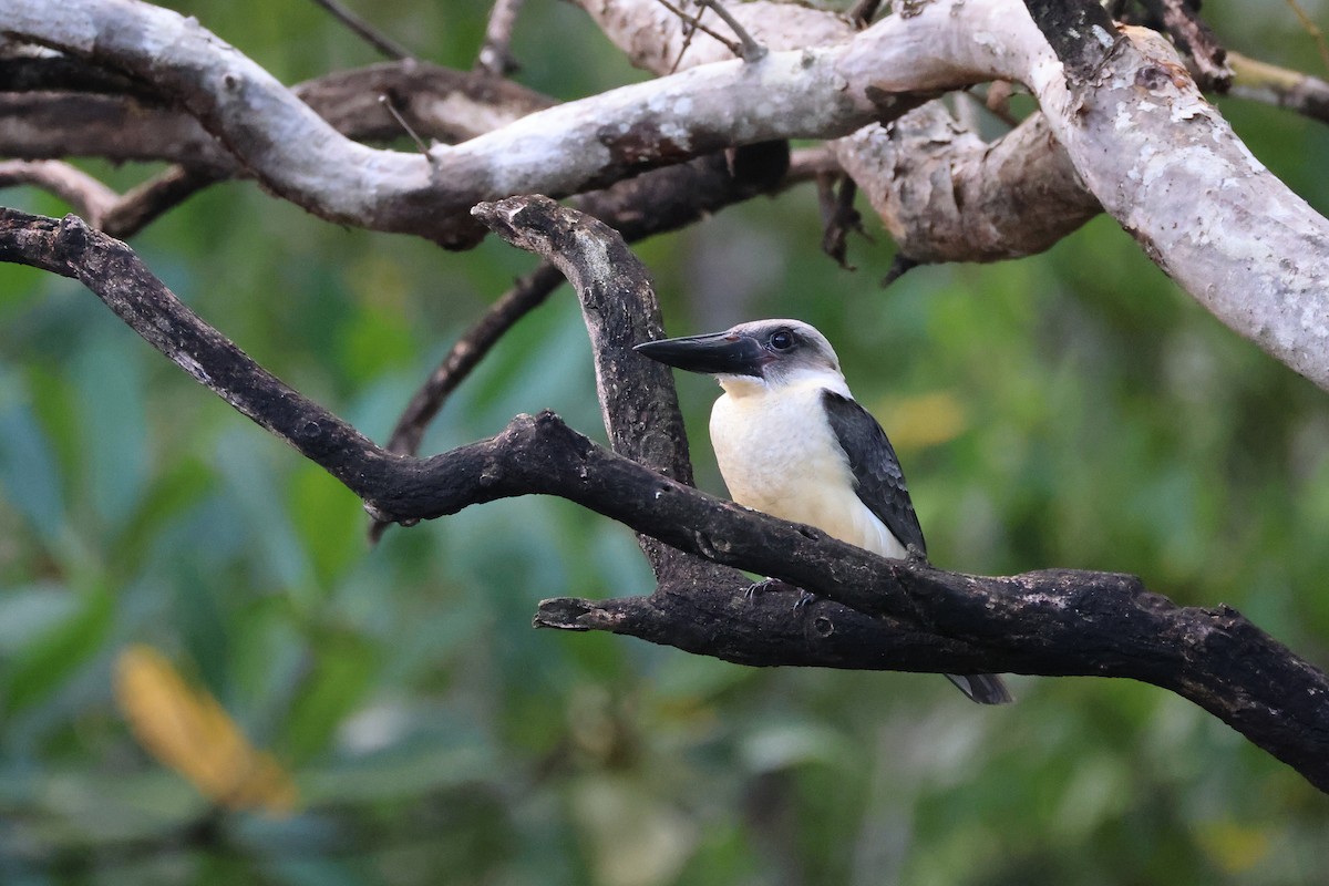 Alción Piquinegro - ML646066163