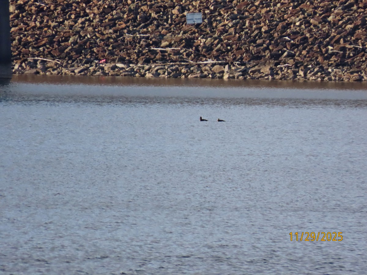 White-winged Scoter - ML646066164