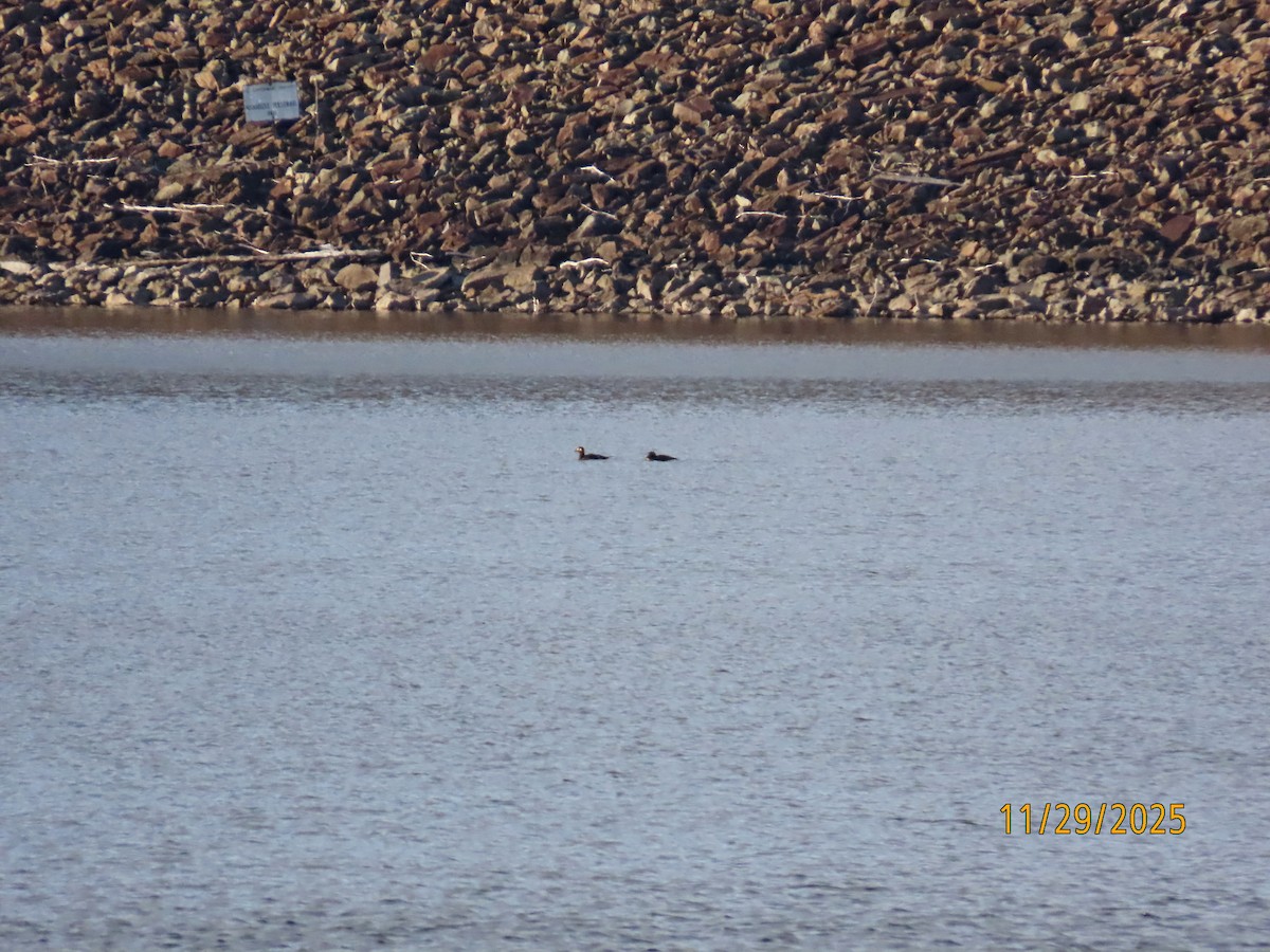 White-winged Scoter - ML646066165