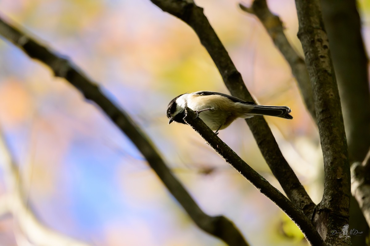 Гаїчка світлокрила - ML646066166