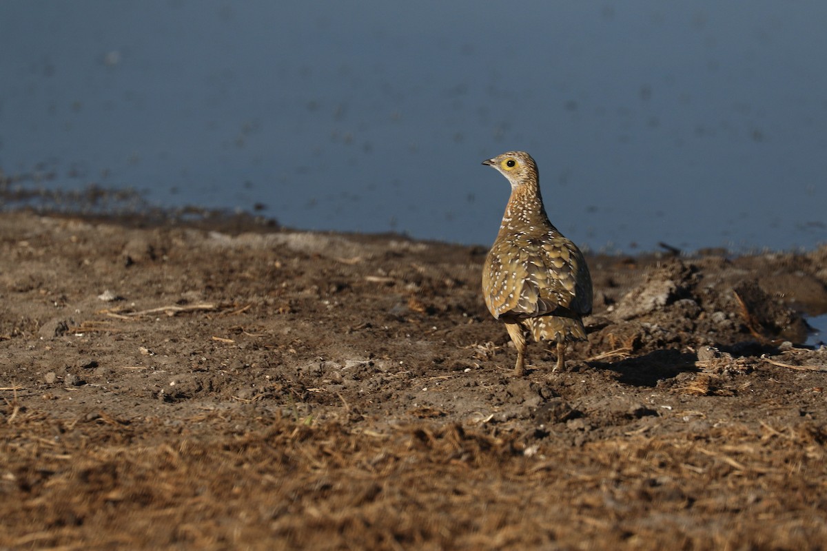 Burchell's Sandgrouse - ML646066169
