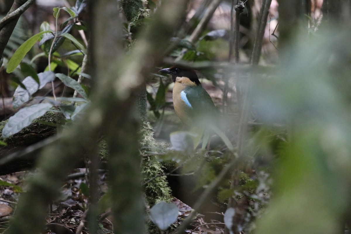 Pita Bulliciosa - ML646066173