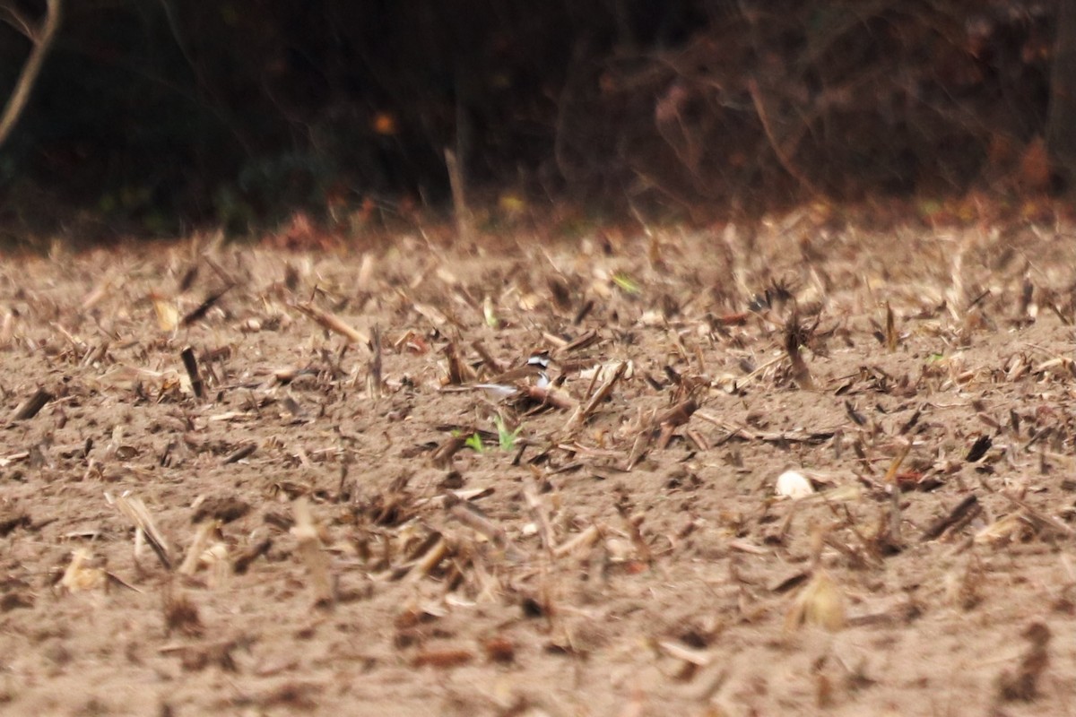 Chorlitejo Culirrojo - ML646066176