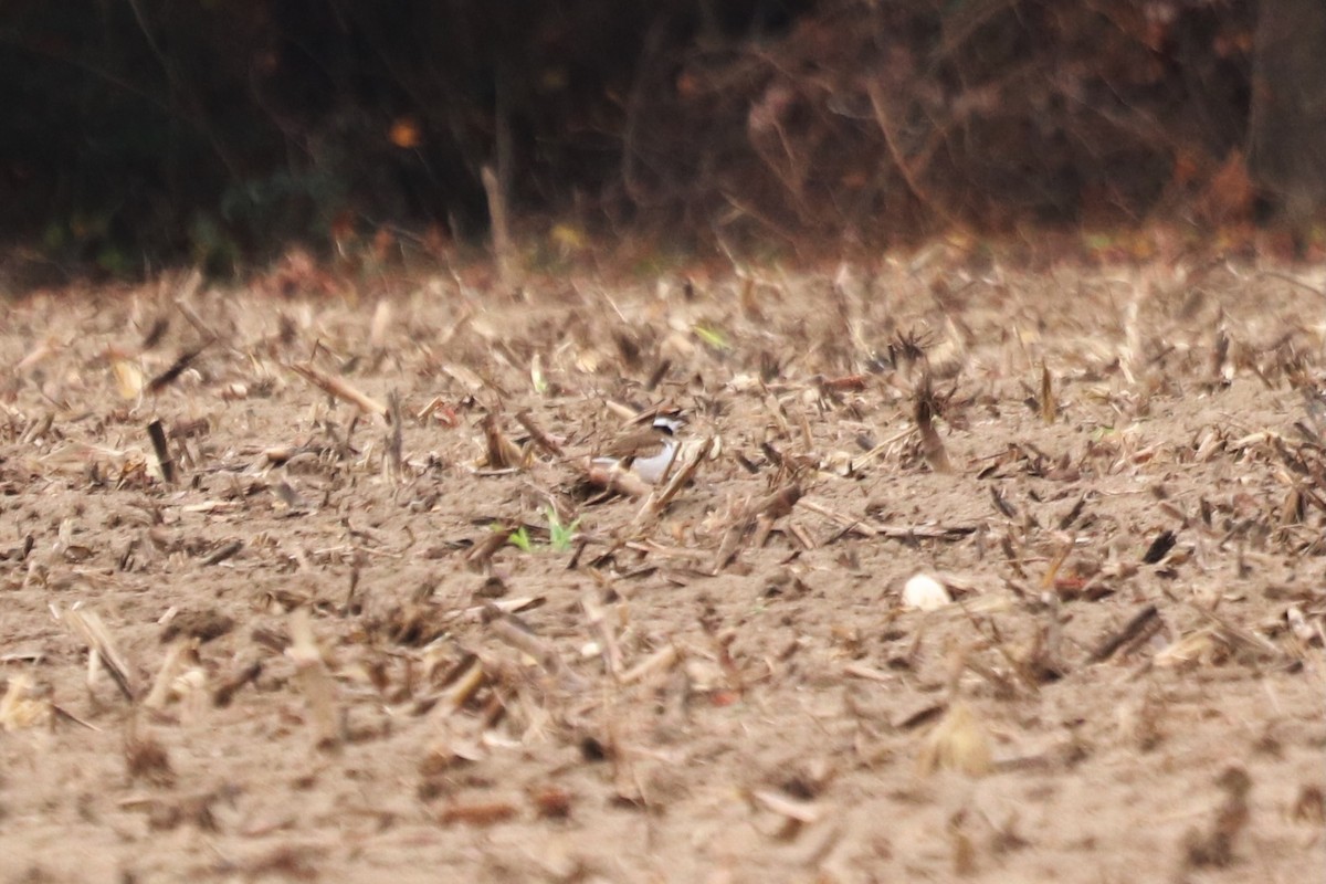 Chorlitejo Culirrojo - ML646066177