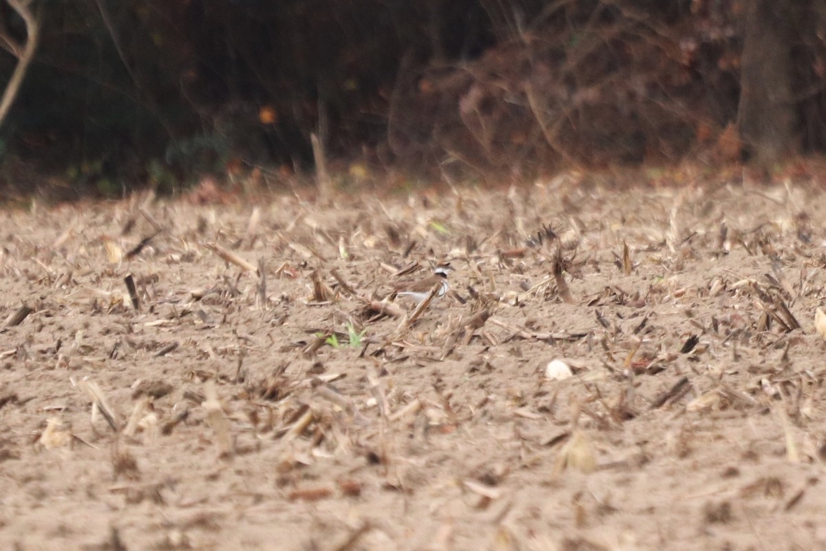 Chorlitejo Culirrojo - ML646066178