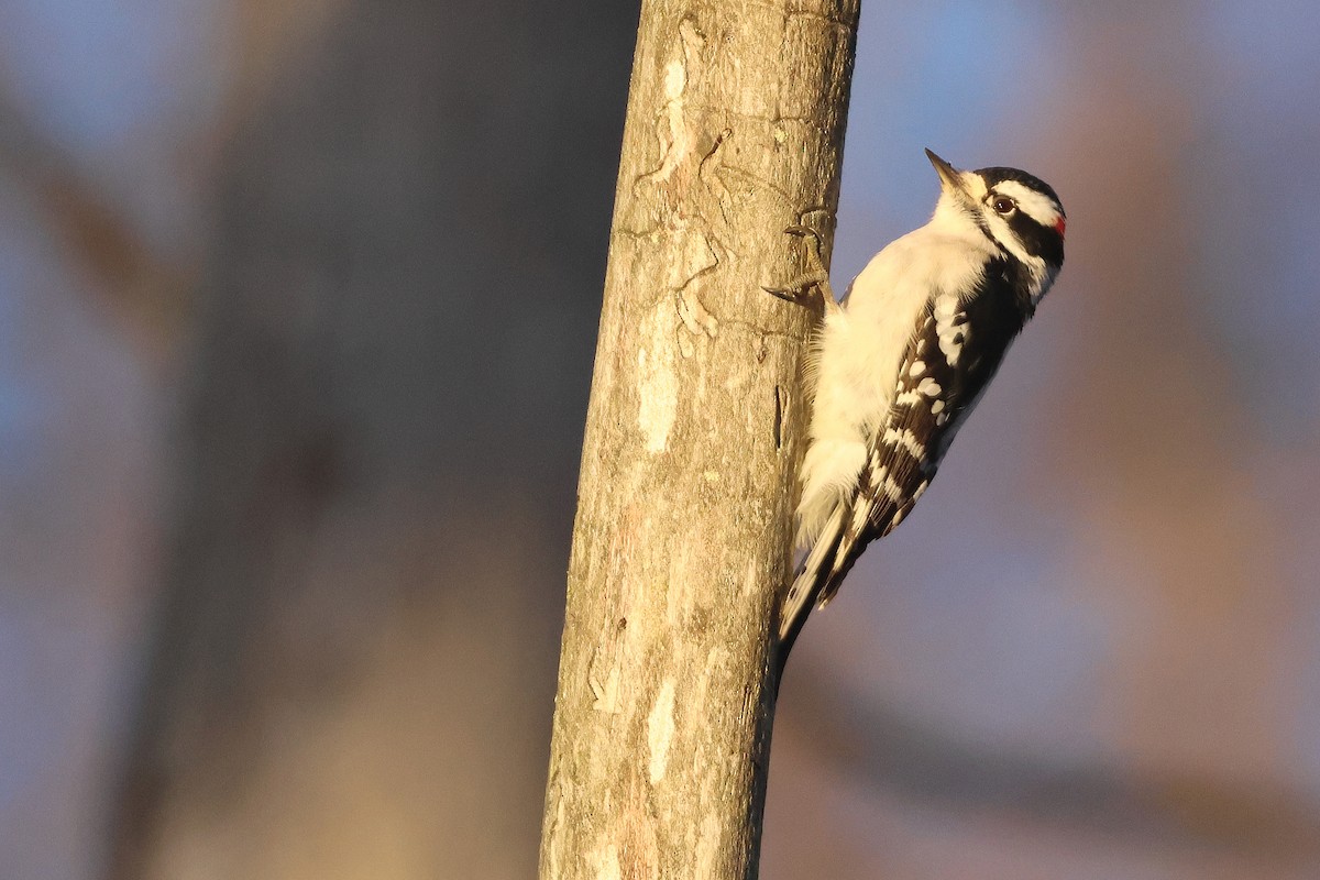 Pico Pubescente (pubescens/medianus) - ML646066179
