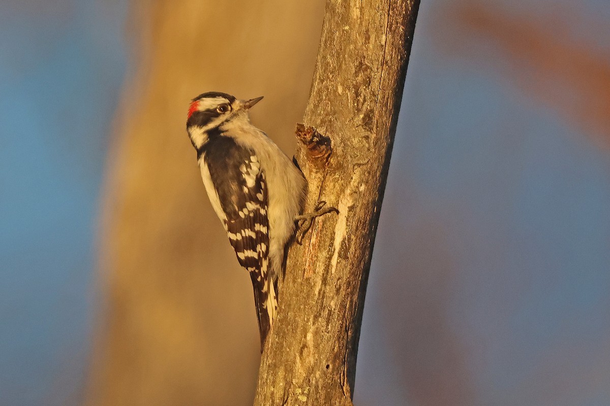 Pico Pubescente (pubescens/medianus) - ML646066180