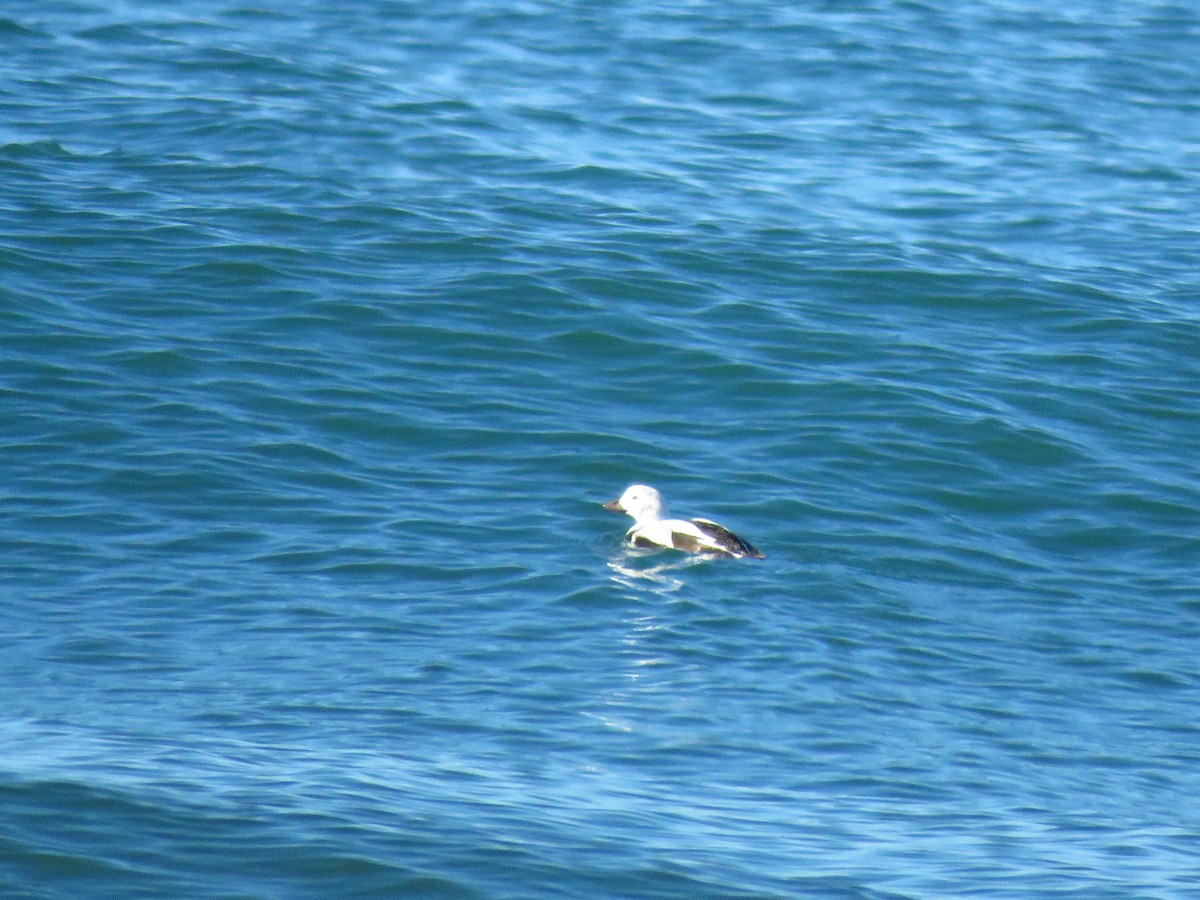 Pato Havelda - ML646066181