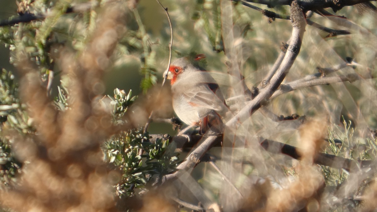 Cardenal Pardo - ML646066182