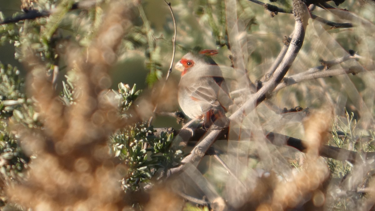 Cardenal Pardo - ML646066183
