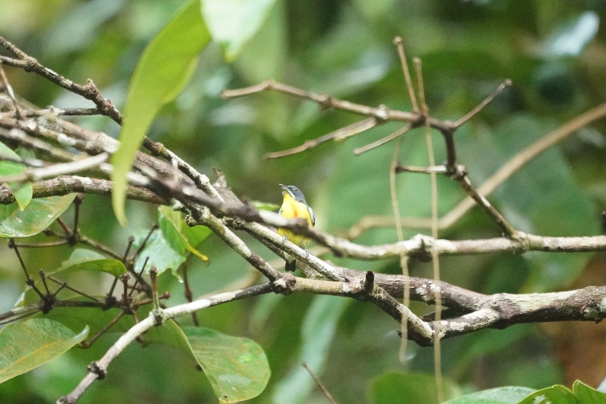 Picaflores Carminoso - ML646066184