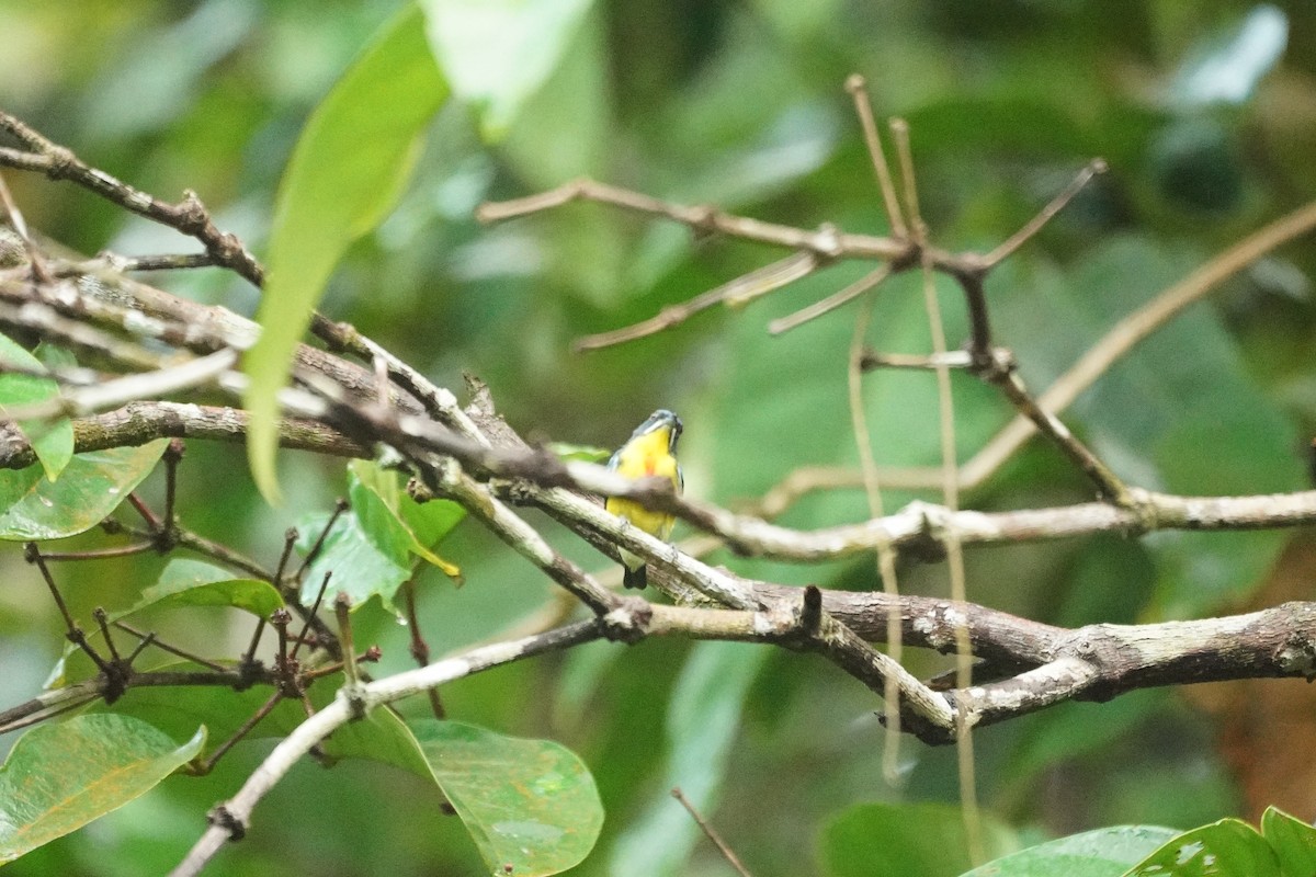 Picaflores Carminoso - ML646066185