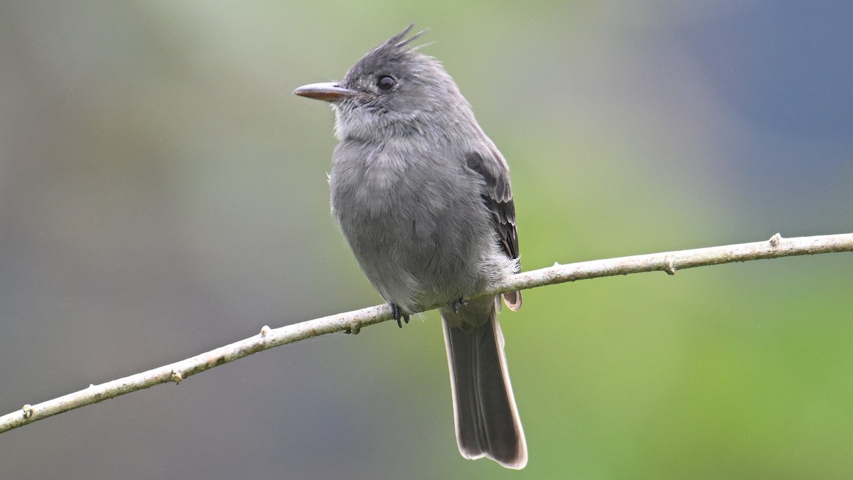 Pibí Ahumado - ML646066187