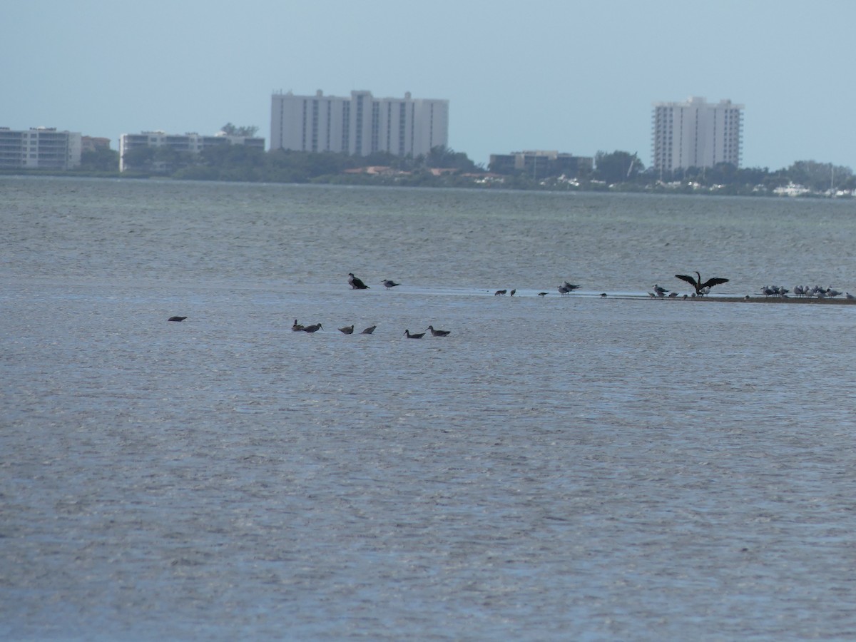 Archibebe Patigualdo Grande - ML646066188